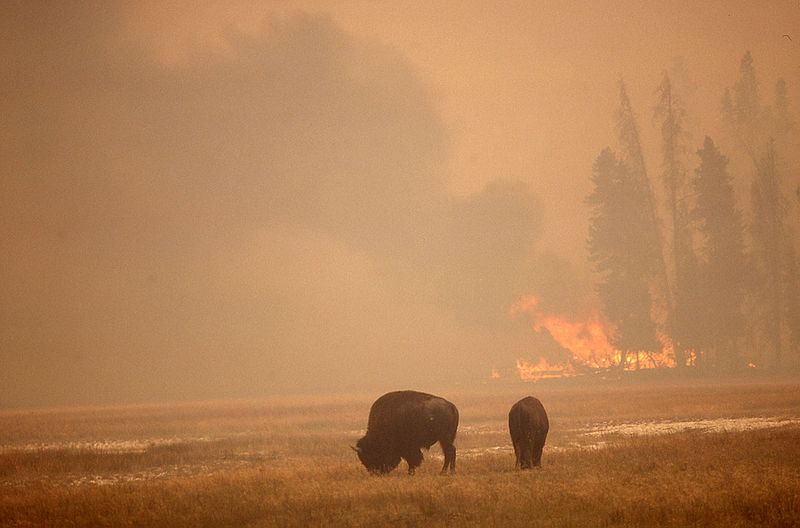 Yellowstone Fire 1988