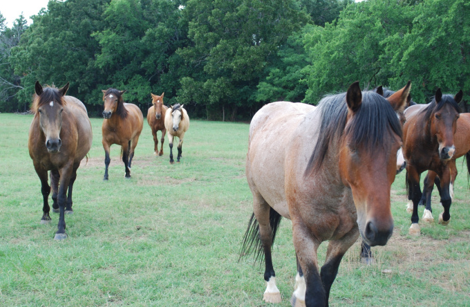 Pete Carr’s staff takes good care of his animals, who always know when it’s feeding time.