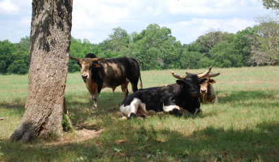 Pete Carr has nearly 50 bulls in his talented pen.