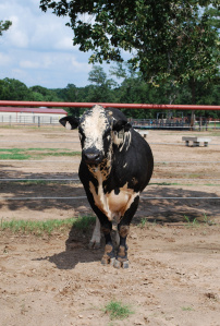 Line Man is one of Pete Carr’s top bulls, of which he has many.