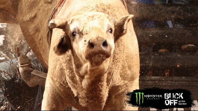 Sheep Creek was one of the two high-marked bulls in New York last weekend.