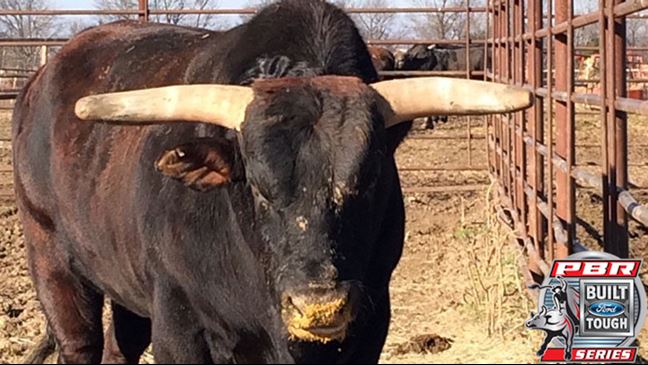 2012 World Champion Bull Asteroid is coming out of retirement. Photo by Rabecca Rhone.