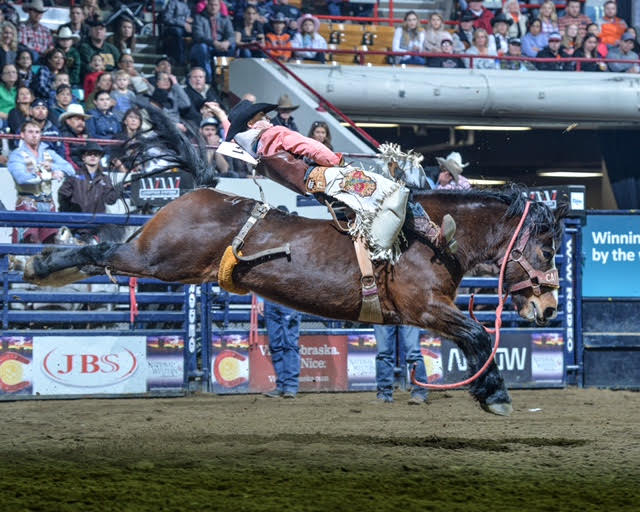 Bareback rider Jake Brown of Hillsboro, Texas, scored 90 points on Calgary Stampede’s Reckless Margie on Sunday at the National Western Stock Show Rodeo. – NWSS photo by Sean Halverson.