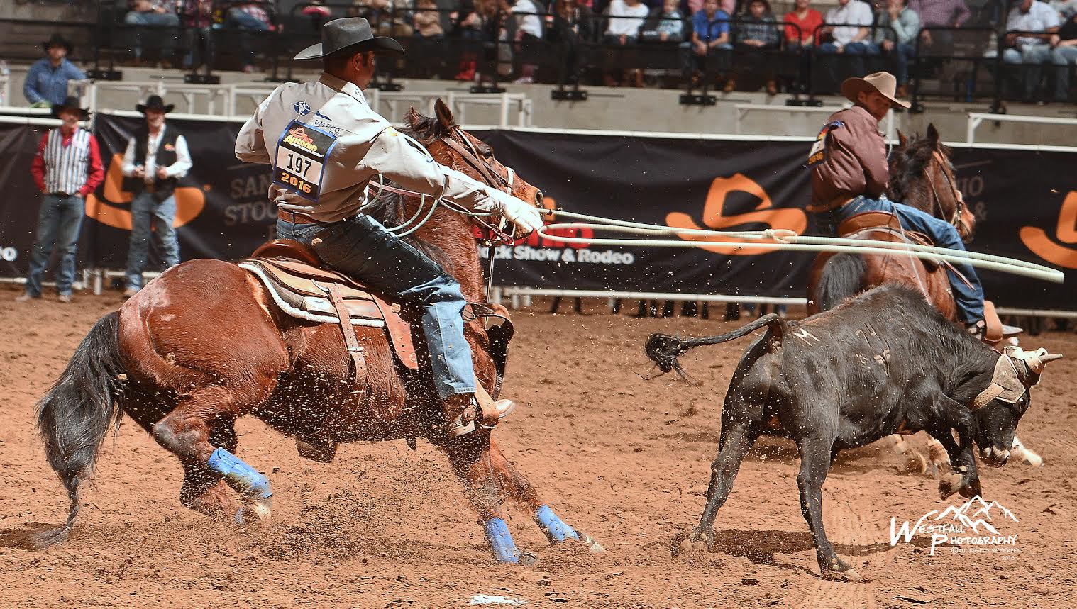 Dugan Kelly swings a well-placed loop to catch two heels and place at the fifth performance of the San Antonio Stock Show Rodeo. Photo by Greg Westfall