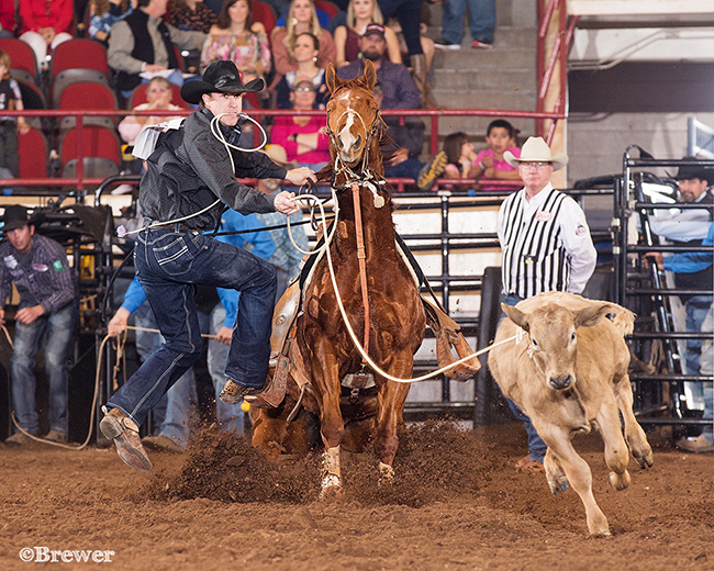 Timber Moore ropes his calf Sunday afternoon in San Angelo. His 7.8-second run pushed his two-run cumulative time to 17.4 seconds, good enough for second place in the average. (PHOTO BY TODD BREWER)