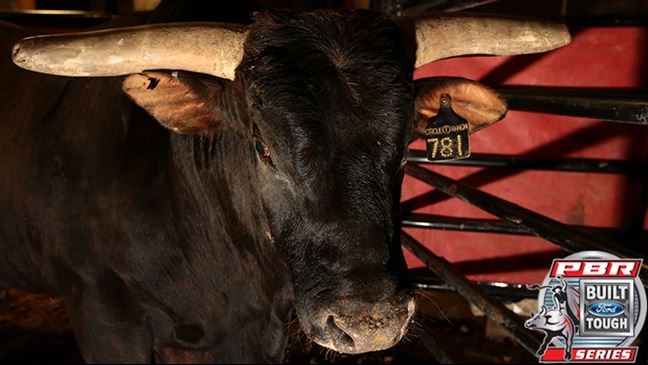 Asteroid has never bucked from the right delivery in his career. That will change in Phoenix. Photo: Andy Watson/BullStockMedia.com