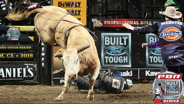 Roy last bucked in Sacramento, California, and will make his return this weekend in Phoenix. Photo: Andy Watson/BullStockMedia.com