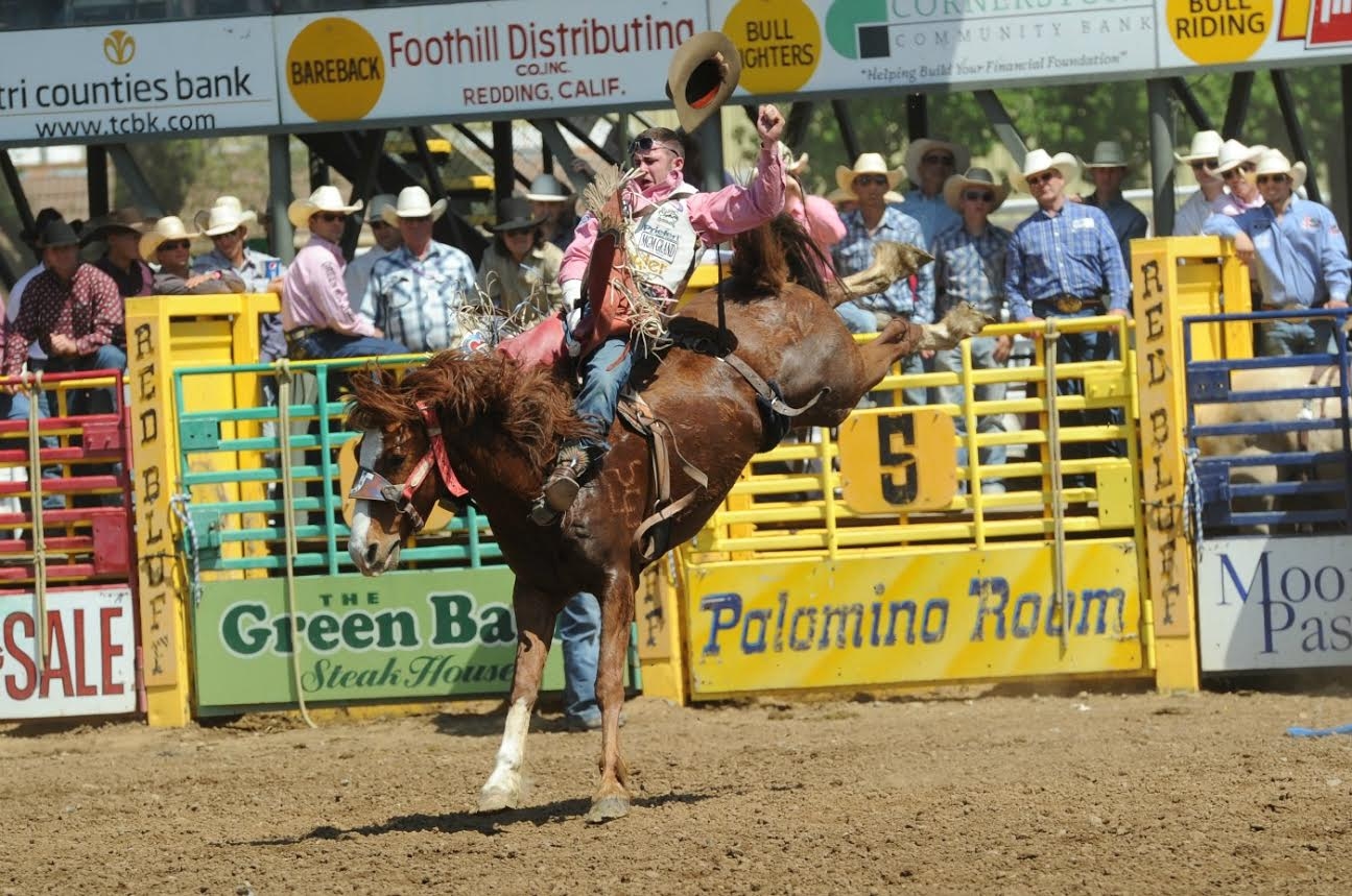 Bareback rider Kaycee Feild rides at the 2014 Red Bluff Round-Up. This year, the 95th anniversary, gives fans plenty of rodeo and western entertainment, from bucking horses and bulls to stagecoaches, the Budweiser Clydesdales, dances, wild pony races, and more. Photo by Larry Smith.