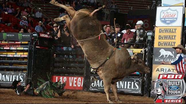 Long John's 46.75 bull score was the best in Albuquerque and the second highest of the season. Photo: Andy Watson/BullStockMedia.com