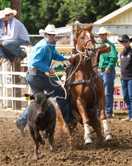 Blane Cox, Cameron, Texas, tie-down ropes during slack at the Red Bluff Round-Up. The second and third performances of the Round-Up are April 16 and 17. Photo by Hubbell Rodeo Photography.