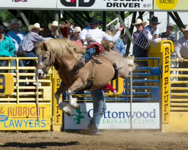 Mason Clements wins the bareback riding title at the 2016 Red Bluff Round-Up. He scored 88 points aboard the Growney Bros. Rodeo horse Raggedy Ann. The Round-Up concluded April 17. Photo by Dan Hubbell.