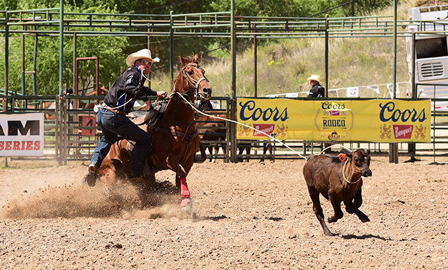 Josh Peek ropes his calf in 8.5 seconds to place in the third go-round. He finished second in the tie-down roping average and won the all-around title at the Guymon Pioneer Days Rodeo. (JAMES PHIFER PHOTO)