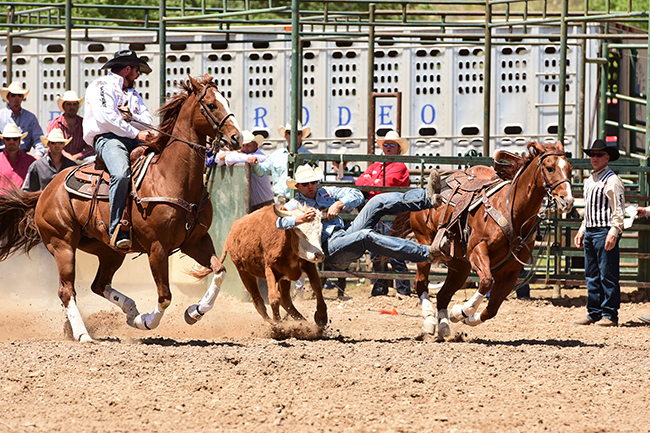 Tyler Waguespack makes a solid run to finish in 4.5 seconds in his third-round run in Guymon. He leads the average with a two-run cumulative time of 12.1 seconds. His hazer on this run, Clayton Hass, sits second in the average. They both bulldog on Cadillac, the 2014 PRCA/AQHA Steer Wrestling Horse of the Year. (JAMES PHIFER PHOTO)