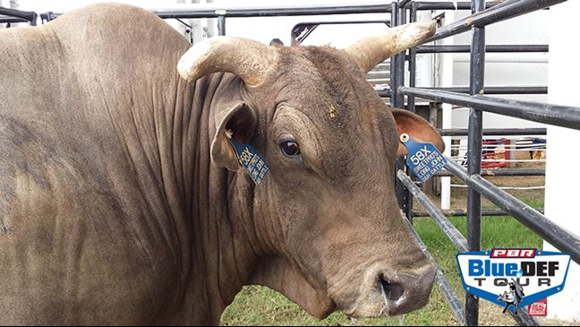 Long John is competing at the J.W. Hart PBR Challenge on Saturday night. Photo by Justin Felisko / PBR.com.