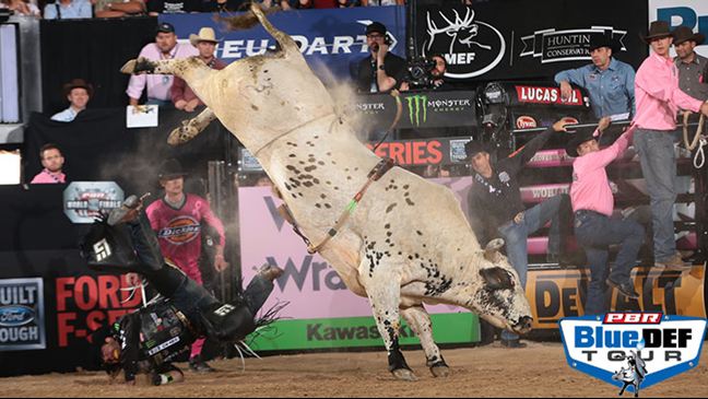 Smooth Operator is 23-1 in his two-year BFTS career. Photo: Andy Watson / BullStockMedia.com