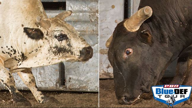 Asteroid and Smooth Operator both made good impressions Saturday night in Big Sky. Photos: Andy Watson / BullStockMedia.com