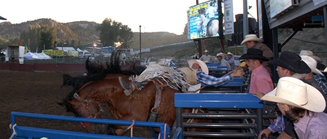 Bareback rider George Gillespie surges out of the chutes on two-time Bareback Horse of the Year Dirty Jacket during a recent Eagle County Fair and Rodeo. Dirty Jacket is just one of the great bucking animals Pete Carr Pro Rodeo will have in Eagle next week.