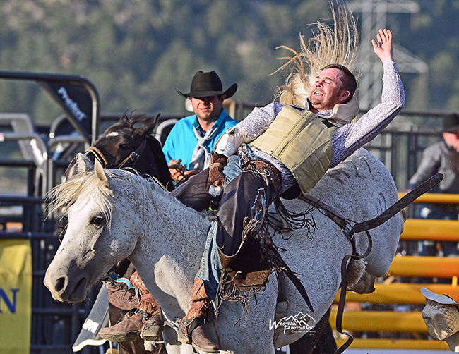 Joel Schlegel rides Cervi Rodeo’s Little Bo Beep for 83.5 points Thursday night to take the bareback riding lead at the Rooftop Rodeo. (GREG WESTFALL PHOTO)