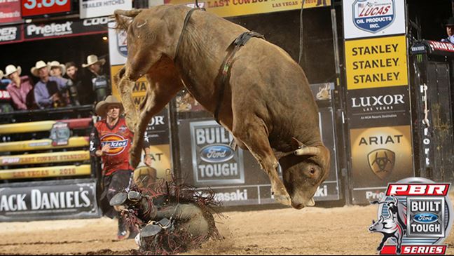 Since surrendering a 90-point ride to Paulo Lima, Cochise has bucked off nine straight. Photo: Andy Watson / BullStockMedia.com