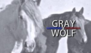 Livestock: Gray Wolf