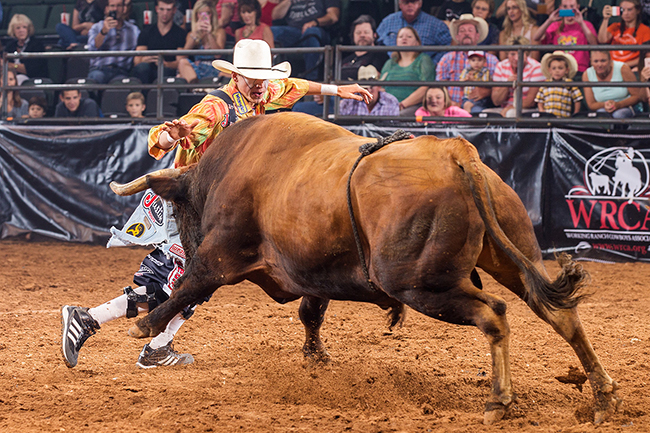 Cody Webster has been to seven events so far this Bullfighters Only season and has moved to No. 1 in the standings. He will be one of three men battling for the title on Friday night in Ellensburg, Wash. (TODD BREWER PHOTO)