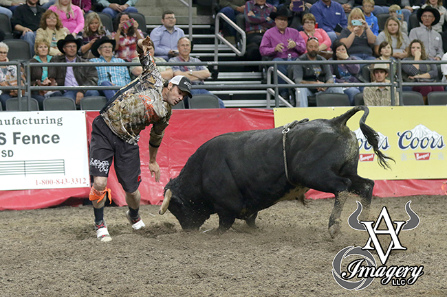 Toby Inman fakes War Fighting Bulls’ Ghost Face during the weekend’s Bullfighters Only event in Sioux Falls, S.D. Inman posted an 89-point fight with War Fighting Bulls’ Ghost Face. He also won the two-fight aggregate to claim the Sioux Falls title. (PHILLIP KITTS PHOTO)