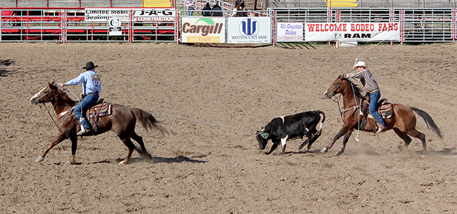 Brian Padilla, left, and Mike Weir finish up their third-round run Sunday afternoon to clinch the year-end championship in the 40-40 team roping in the Kansas Professional Rodeo Association.