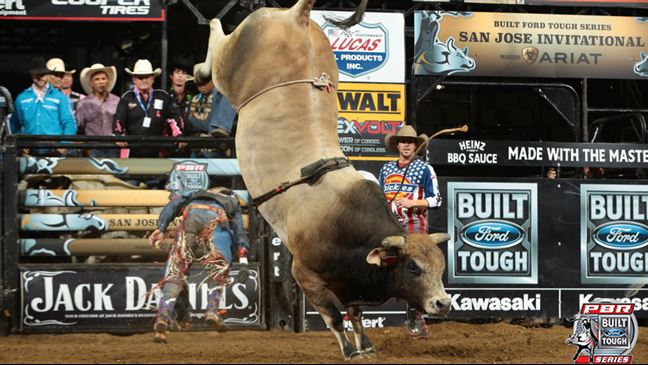 SweetPro's Bruiser became the No. 1 bull in the World Champion Bull standings after his performance in California. Photo: Andy Watson / BullStockMedia.com