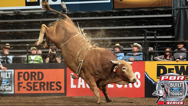 Beaver Creek Beau is currently eighth in the World Champion Bull qualification race. Photo: Andy Watson / BullStockMedia.com