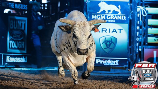 Smooth Operator is trying to earn a World Champion Bull wild card position. Photo: Andy Watson / BullStockMedia.com.
