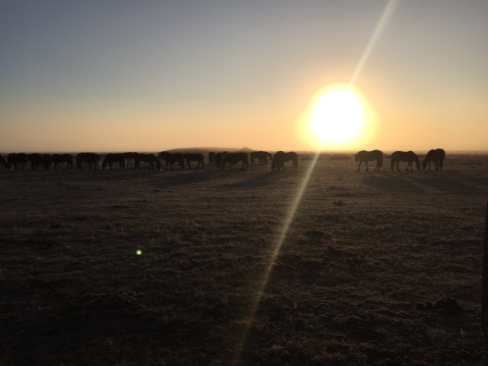 A peaceful morning at the Stampede Ranch