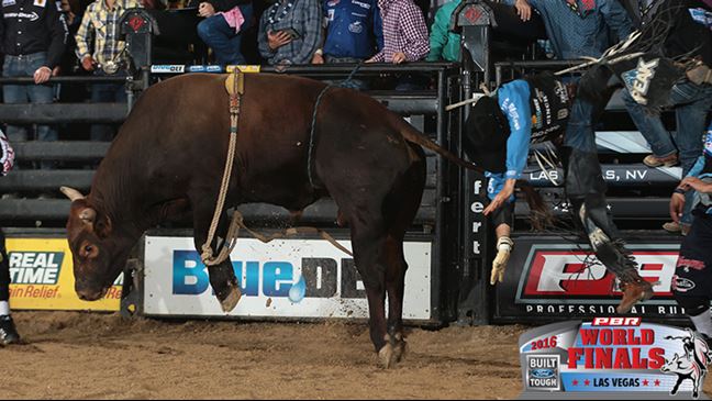 Up and In, the ABBI Derby Champion, will buck this week at World Finals. Photo: Andy Watson / BullStockMedia.com