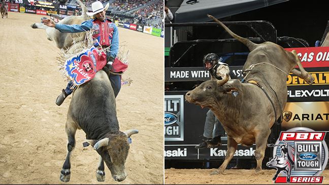 It will be the second consecutive year that World Champions bulls Bruiser and Long John will buck at the NFR. Photos: Christopher Thompson, Andy Watson / BullStockMedia.com