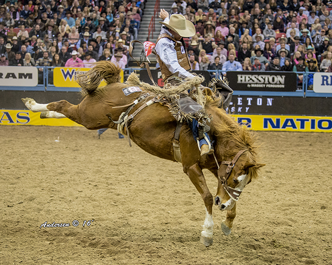 Clay Elliott rides Son of Sadie during the fifth go-round of the Wrangler National Finals Rodeo on Monday night. He also placed in Tuesday’s sixth round and has earned more than $25,000 in Las Vegas in six nights. (RIC ANDERSEN PHOTO)