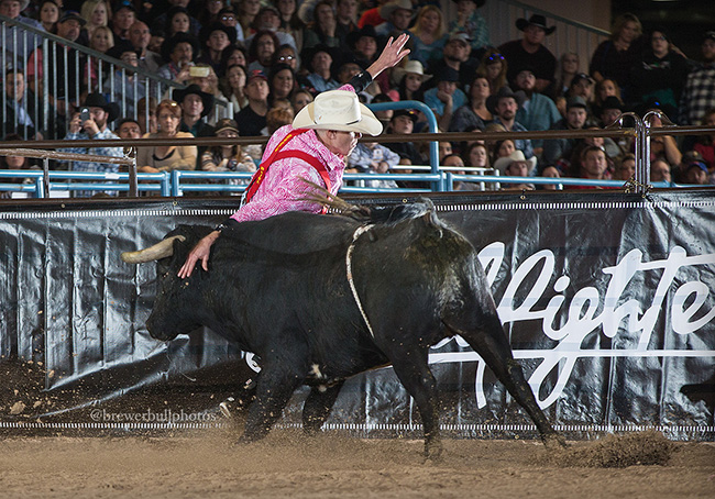 Daryl Thiessen makes a move on his bull during Saturday’s Bullfighters Only qualifier event at the Las Vegas Convention Center. (TODD BREWER PHOTO)
