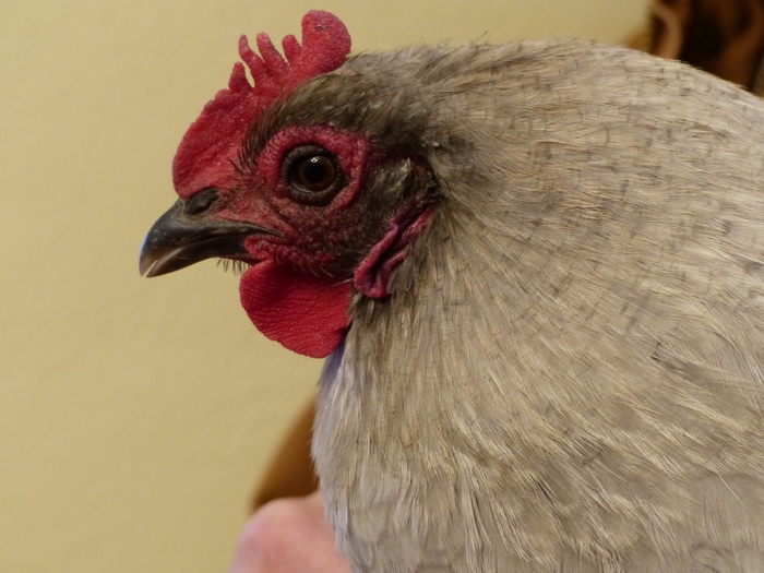 Can Chickens Smell and Taste?