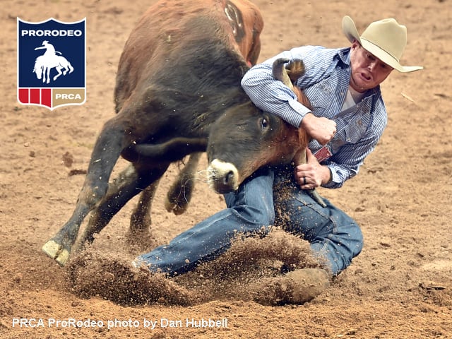 Steer Wrestling By Frank Ma