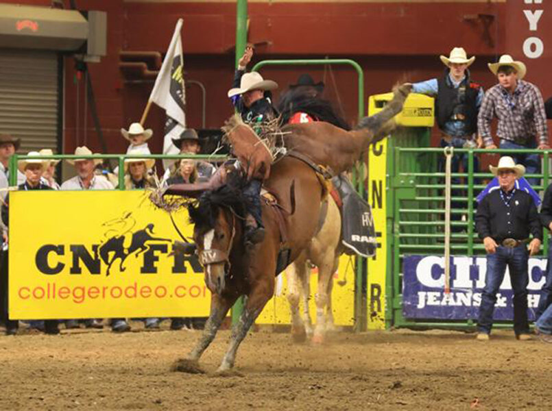 Bulldogs Add Two More Titles News