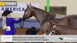 2023 AQHYA World Championship Show Gold Globe Report | Saturday July 29