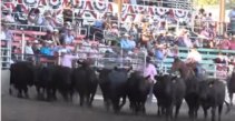 Pendleton Round-Up | Cow Milking