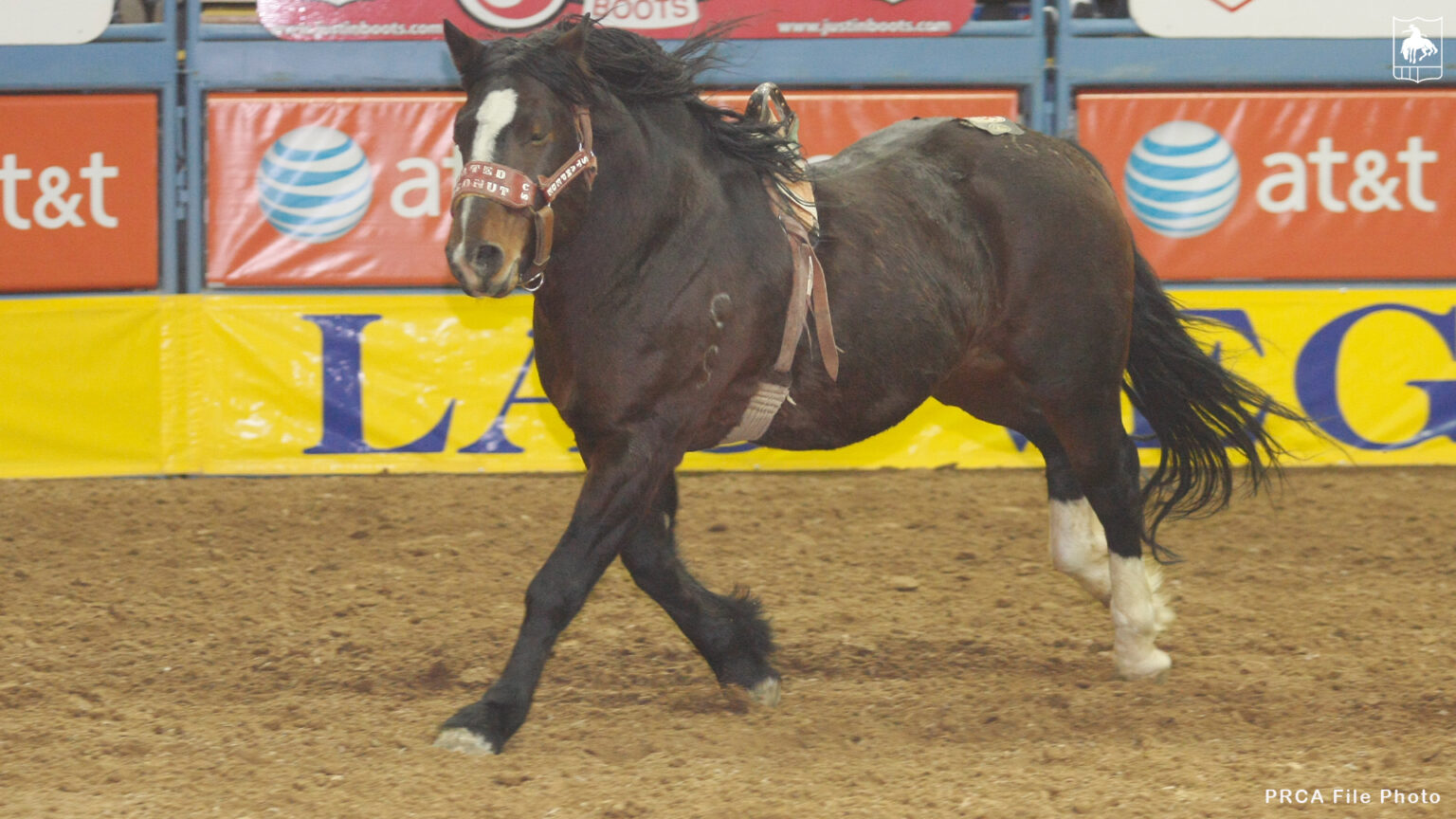 Calgary Stampede’s Hall of Fame Horse Grated Coconut Passes Away PRCAarc